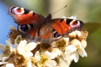 Le Paon du jour (Lpidoptre - Nymphalidae - Aglais io) CHE